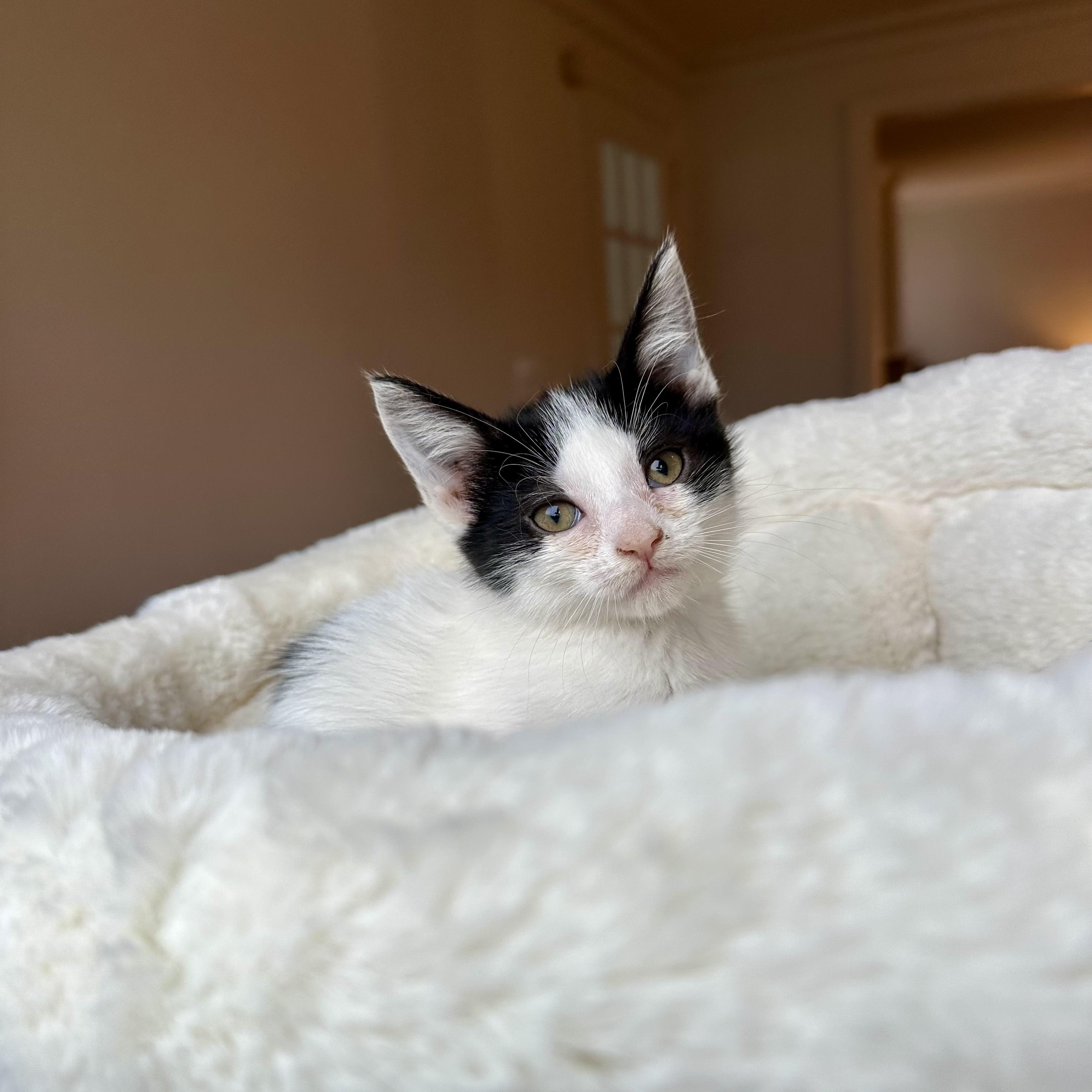 Enlarge Drill, a ADOPTABLE Domestic Short Hair in Bethel, CT image 1/5