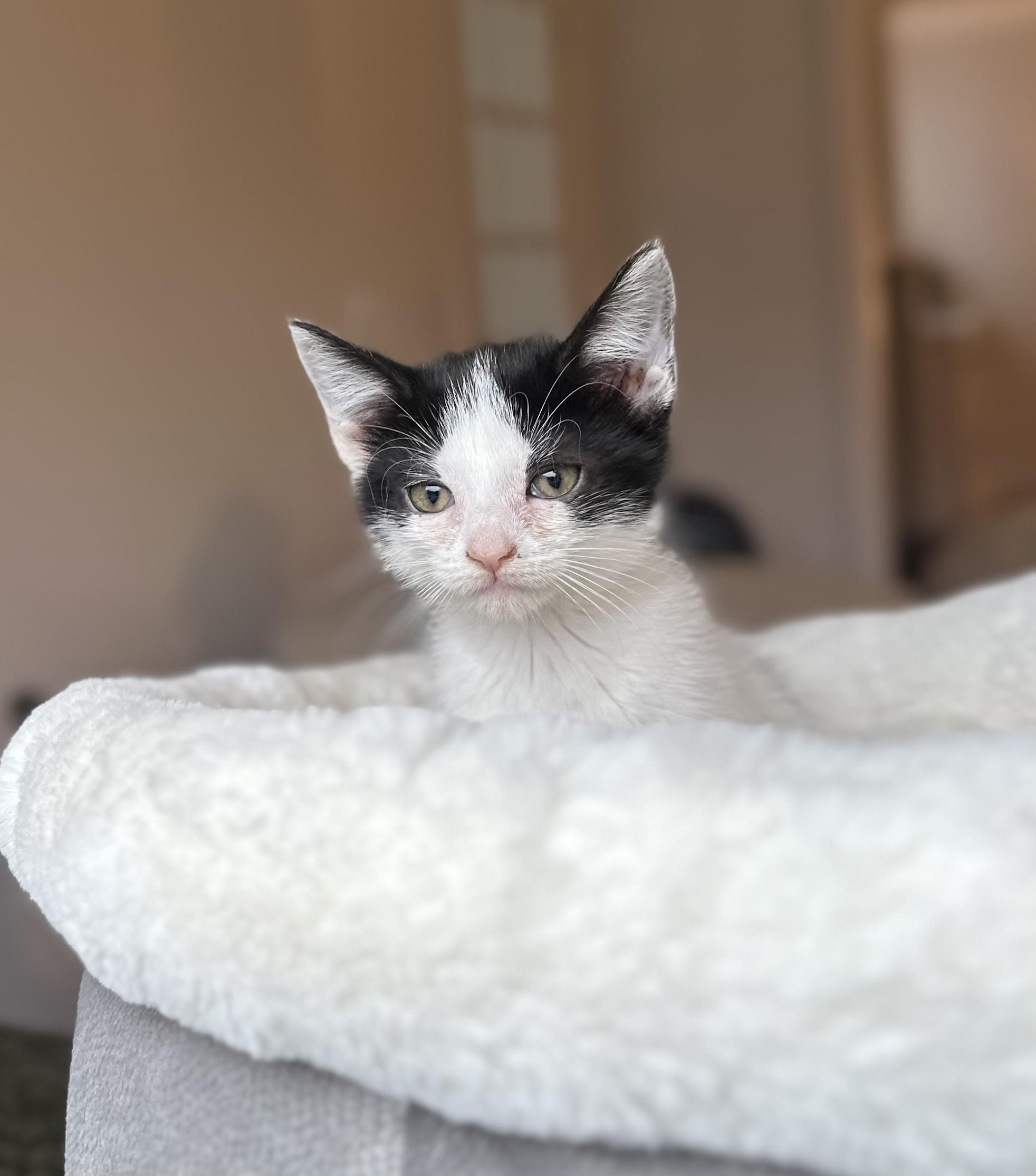 Enlarge Drill, a ADOPTABLE Domestic Short Hair in Bethel, CT image 4/5