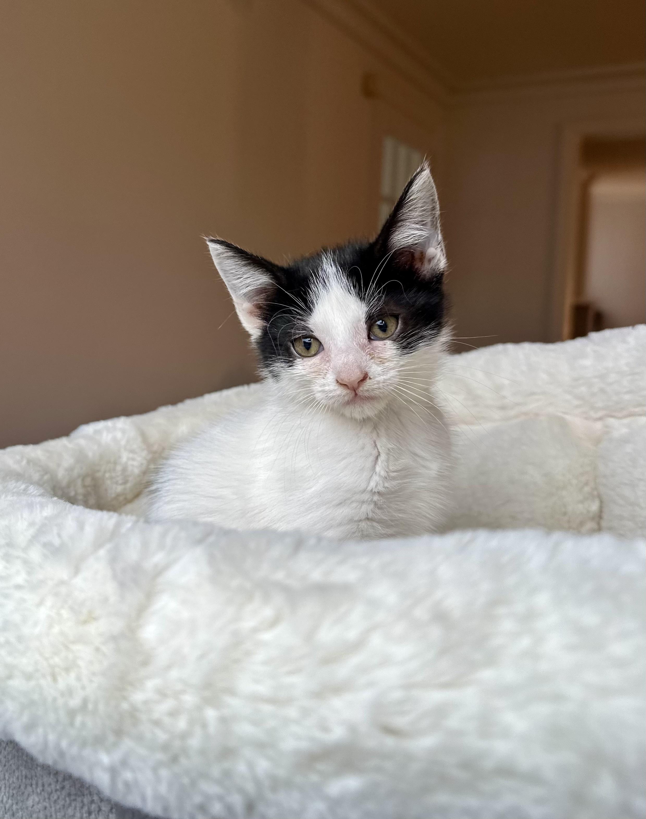 Enlarge Drill, a ADOPTABLE Domestic Short Hair in Bethel, CT image 2/5