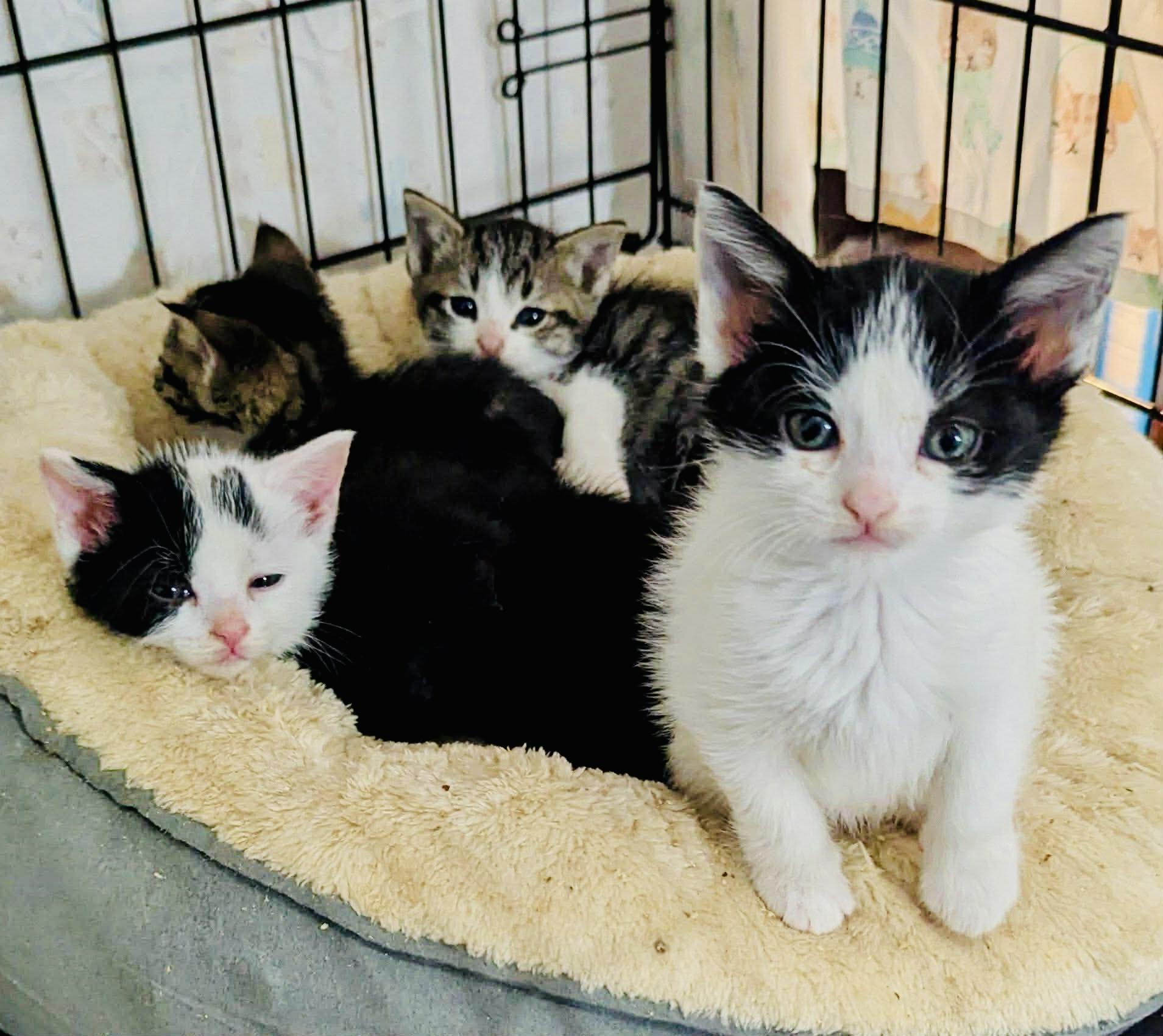 Enlarge Drill, a ADOPTABLE Domestic Short Hair in Bethel, CT image 5/5