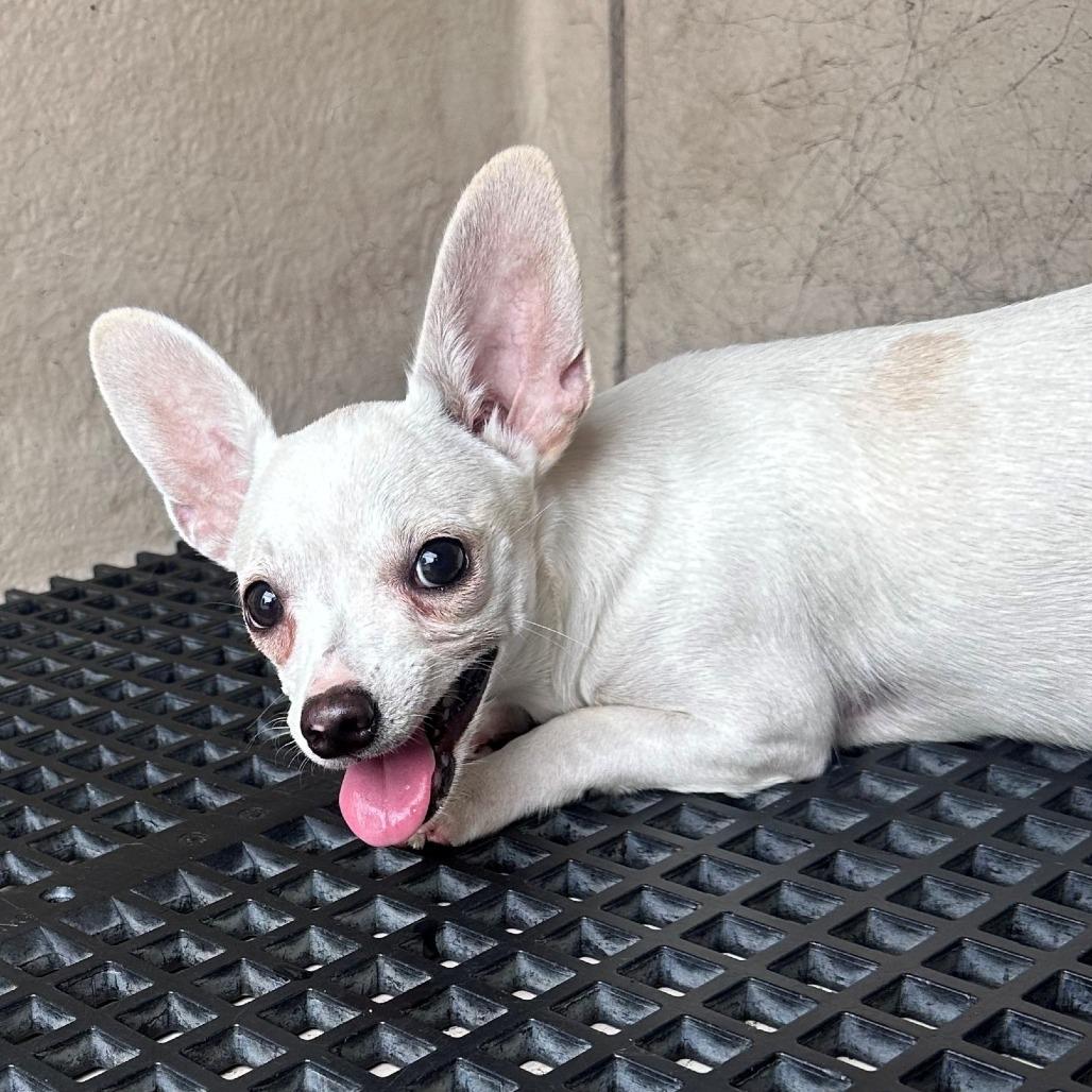 Zero, Adoptable, Young Female Chihuahua.