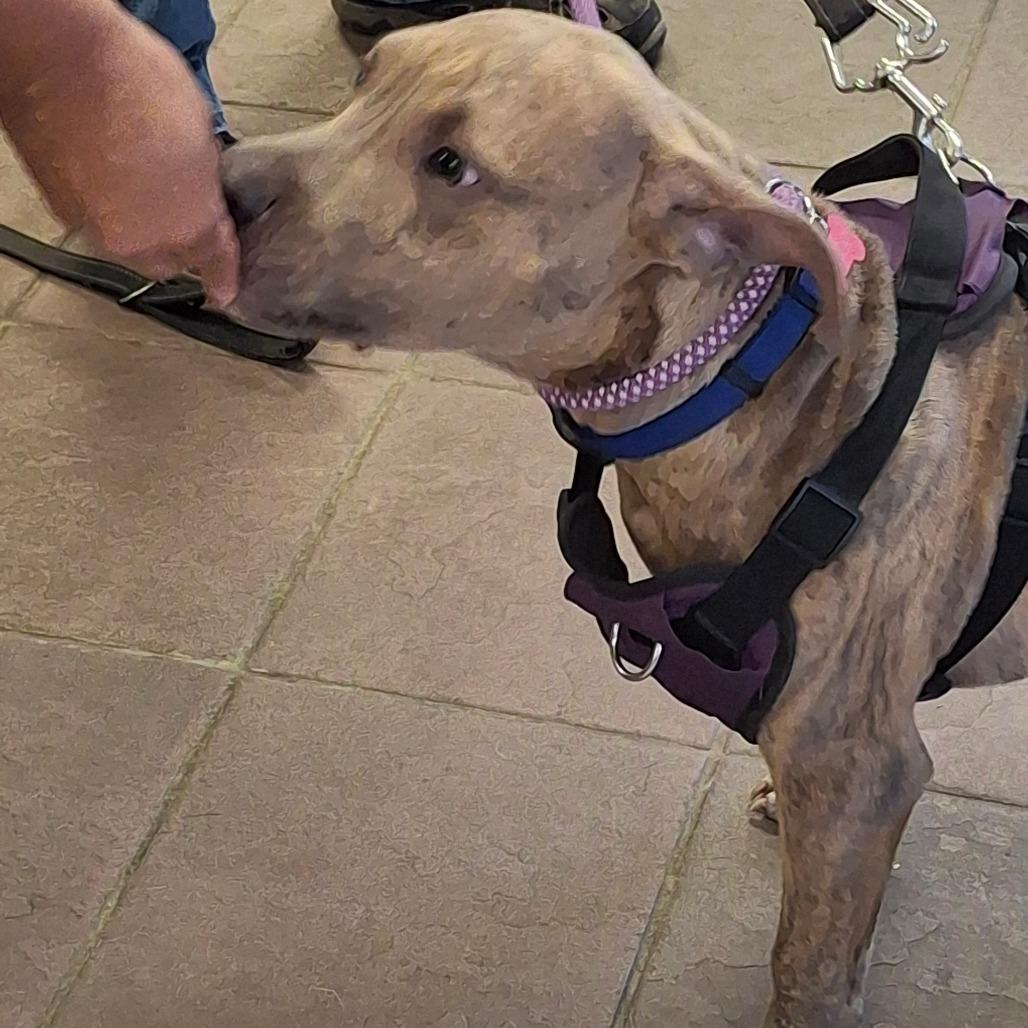 Jack 6494, a Adoptable Mixed Breed in Columbus, GA image 1/3