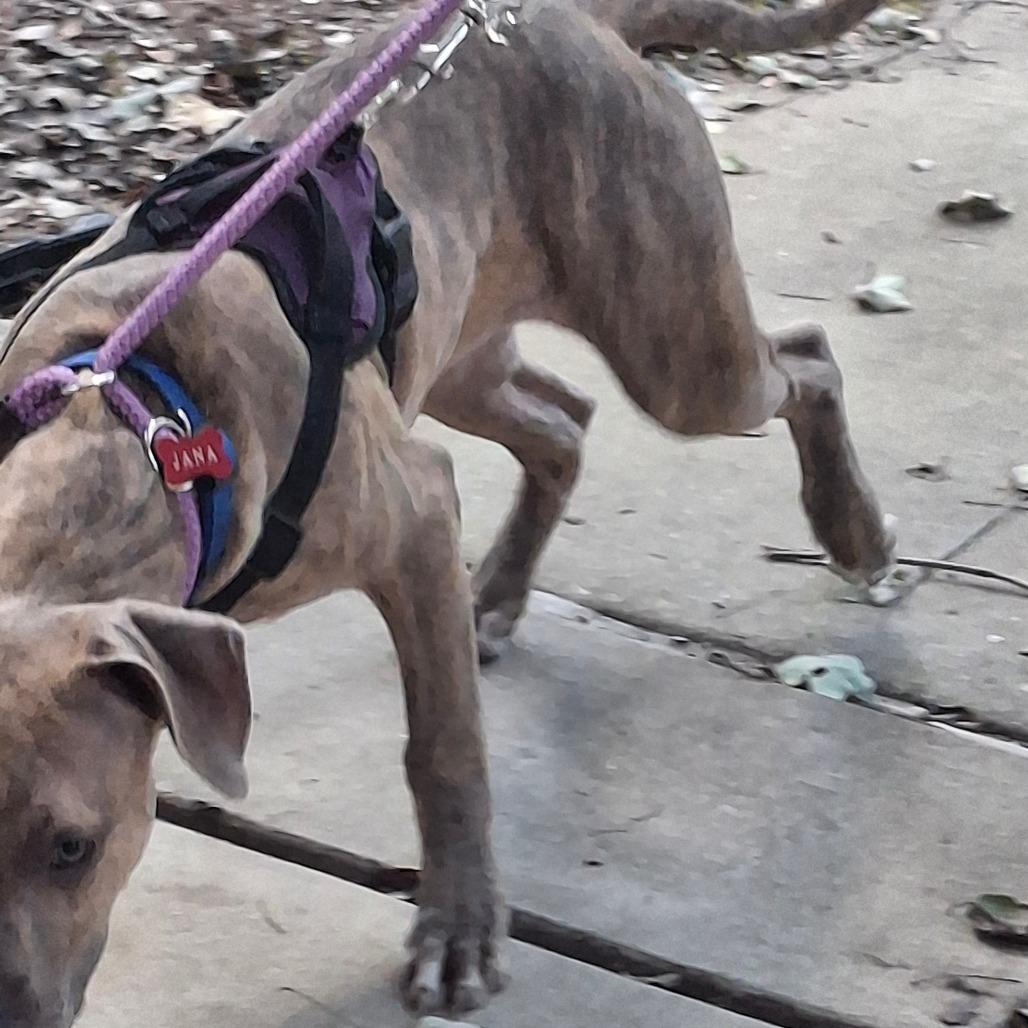 Jack 6494, a Adoptable Mixed Breed in Columbus, GA image 2/3