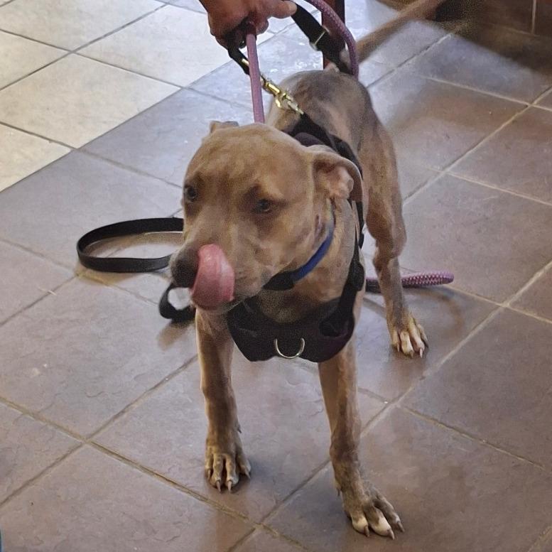 Jack 6494, a Adoptable Mixed Breed in Columbus, GA image 3/3