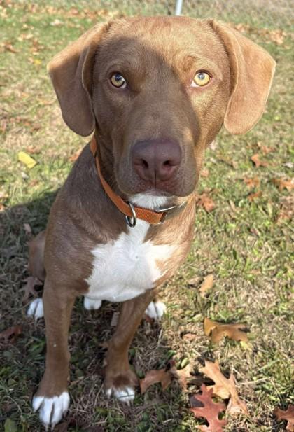 Cooper, ADOPTABLE, Young Male Labrador Retriever.
