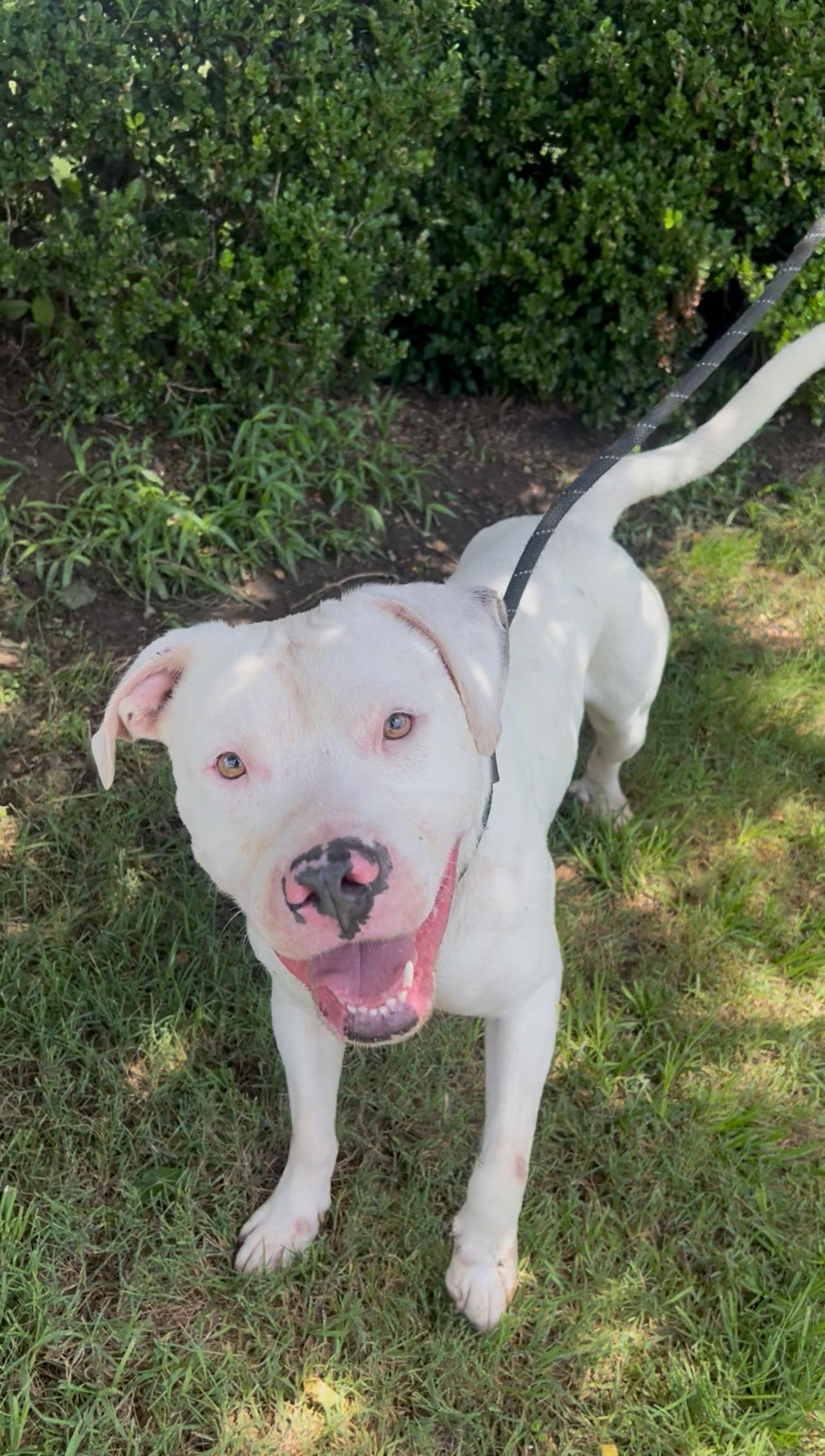 Enlarge Rocky, a Adoptable American Staffordshire Terrier in Tyler, TX image 1/2