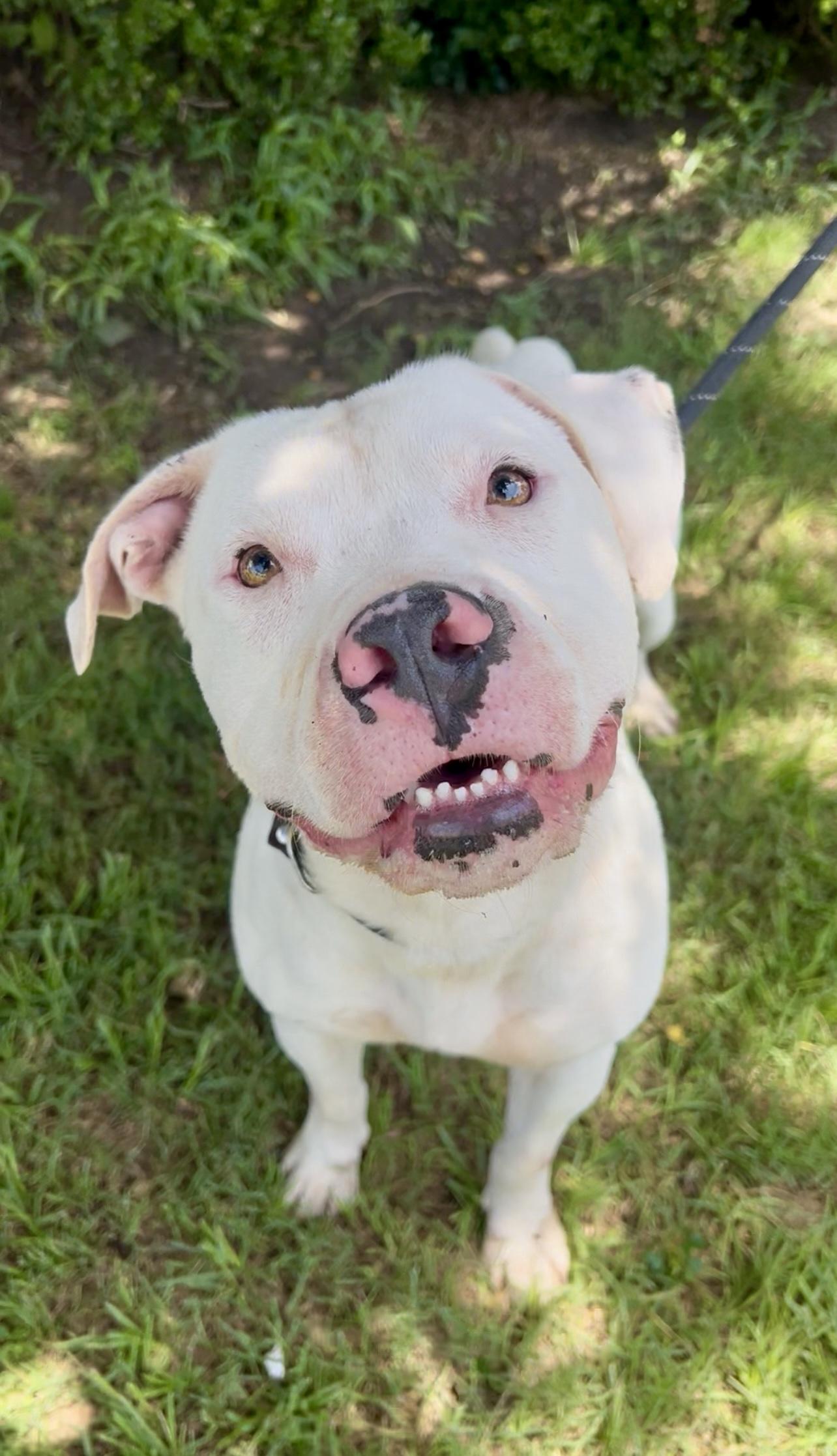 Enlarge Rocky, a Adoptable American Staffordshire Terrier in Tyler, TX image 2/2