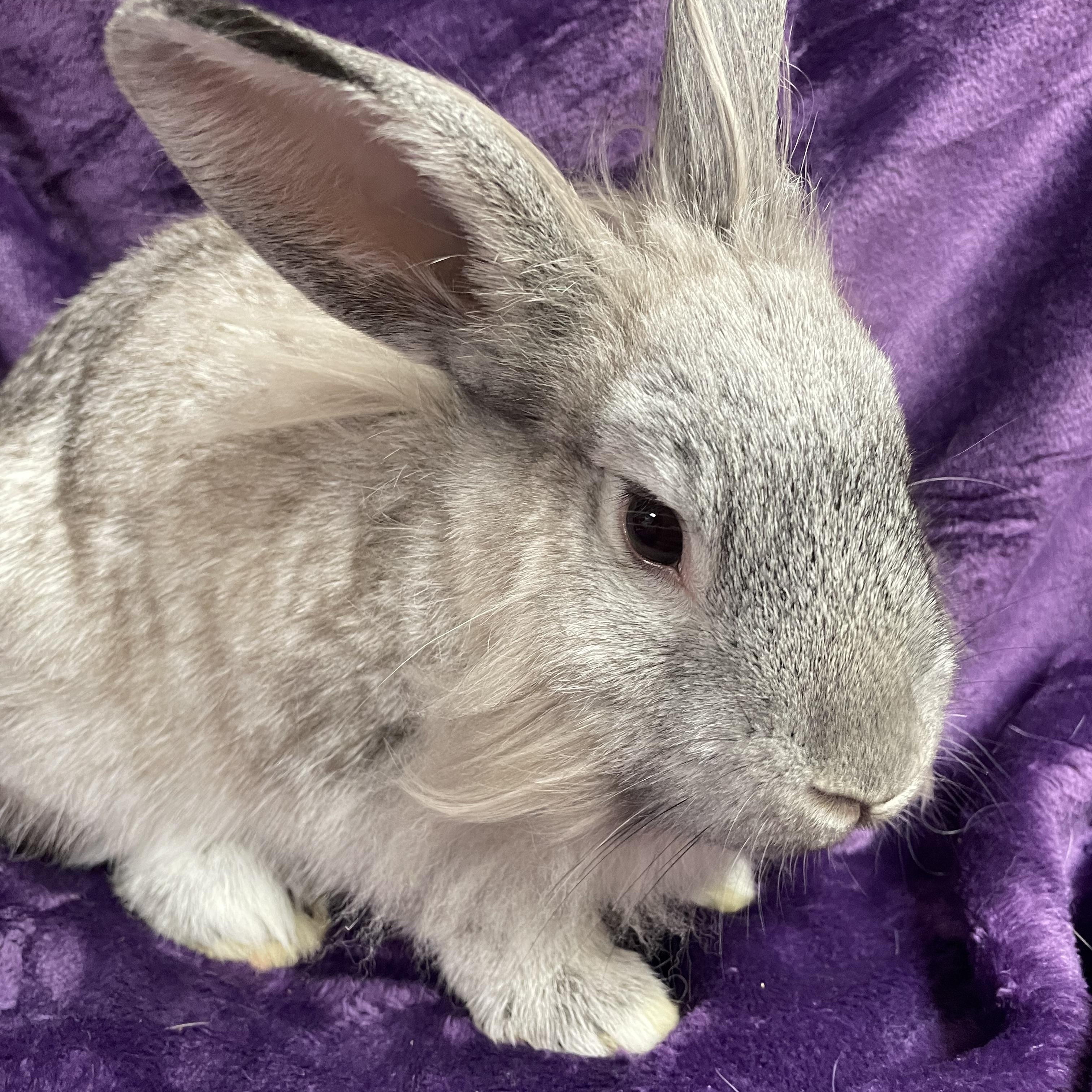 Daisy: video!!, a Adoptable Lionhead in Edinburg, PA image 6/6