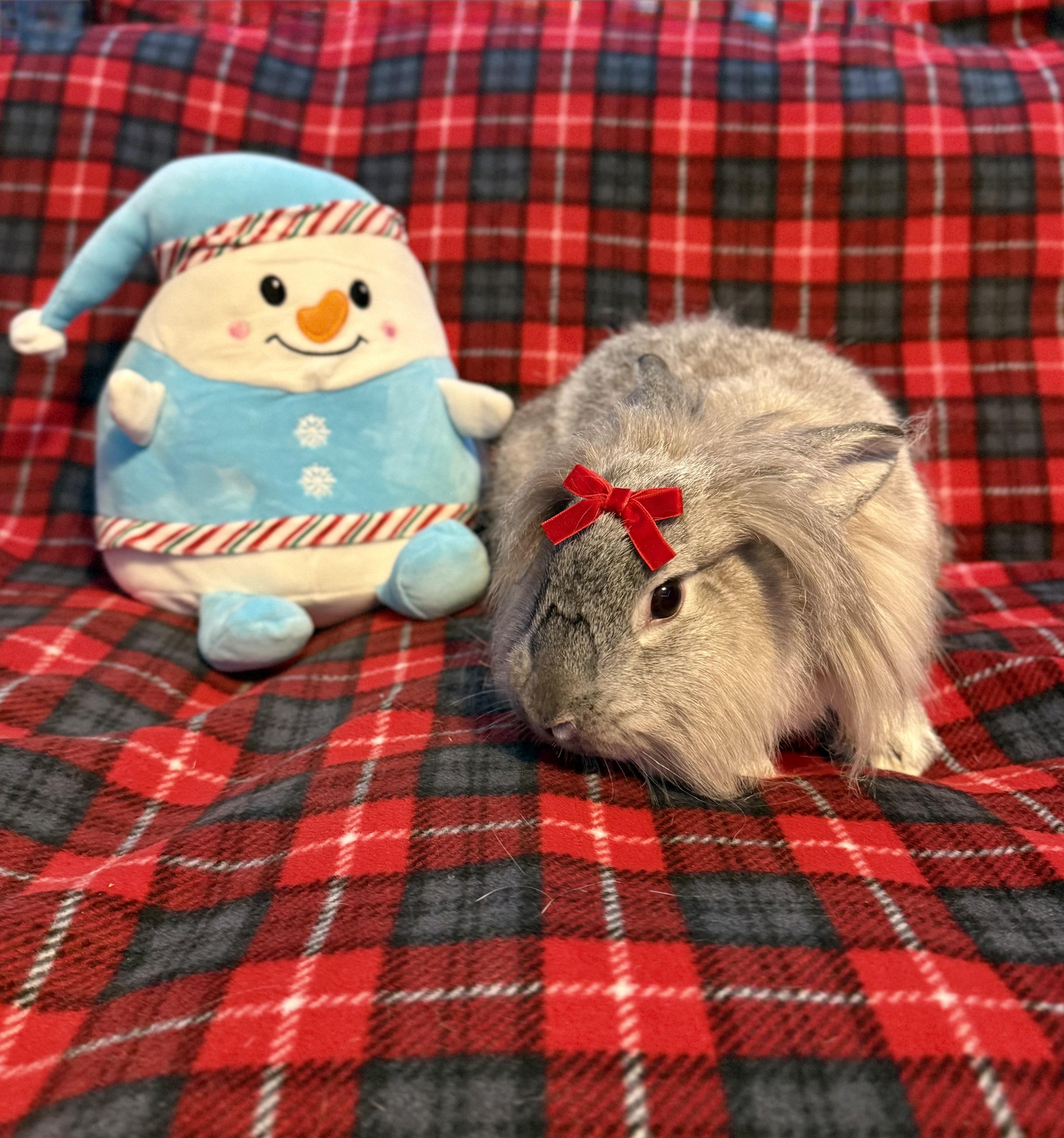 Daisy: video!!, Adoptable, Baby Female Lionhead.