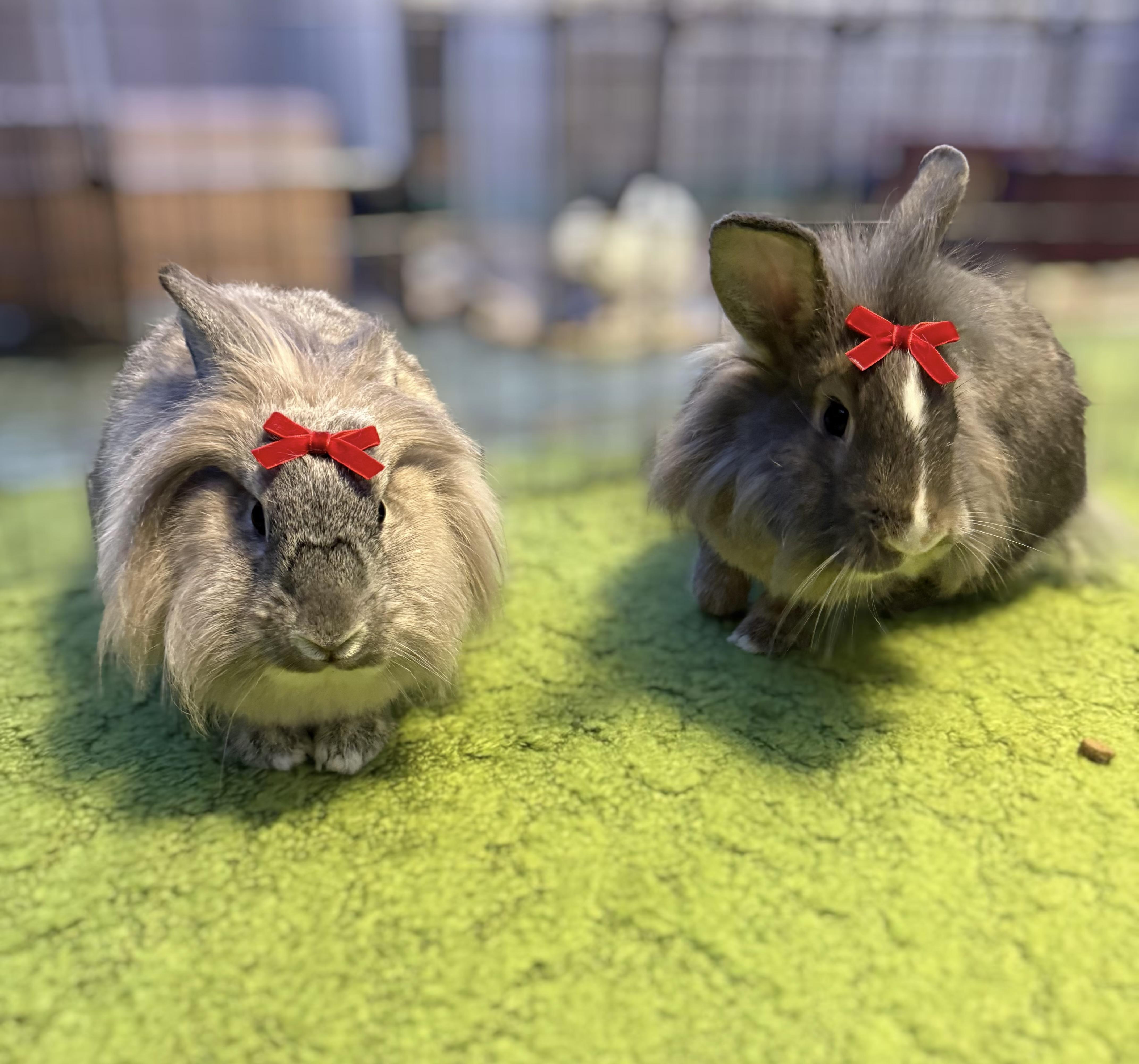 Daisy: video!!, a Adoptable Lionhead in Edinburg, PA image 2/6