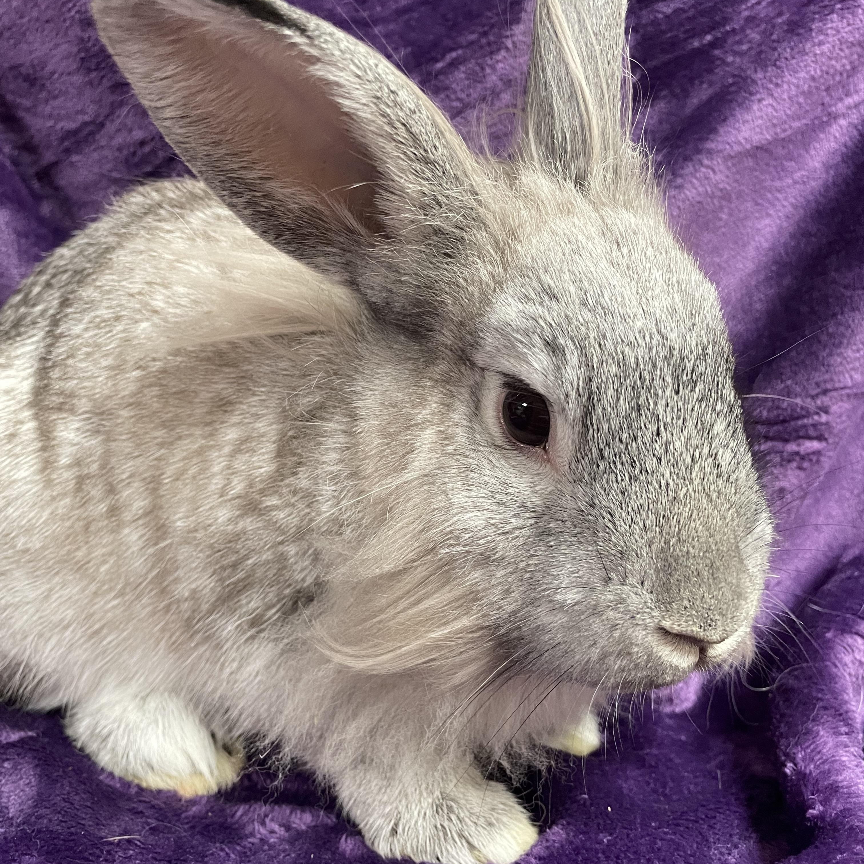 Daisy: video!!, a Adoptable Lionhead in Edinburg, PA image 3/6