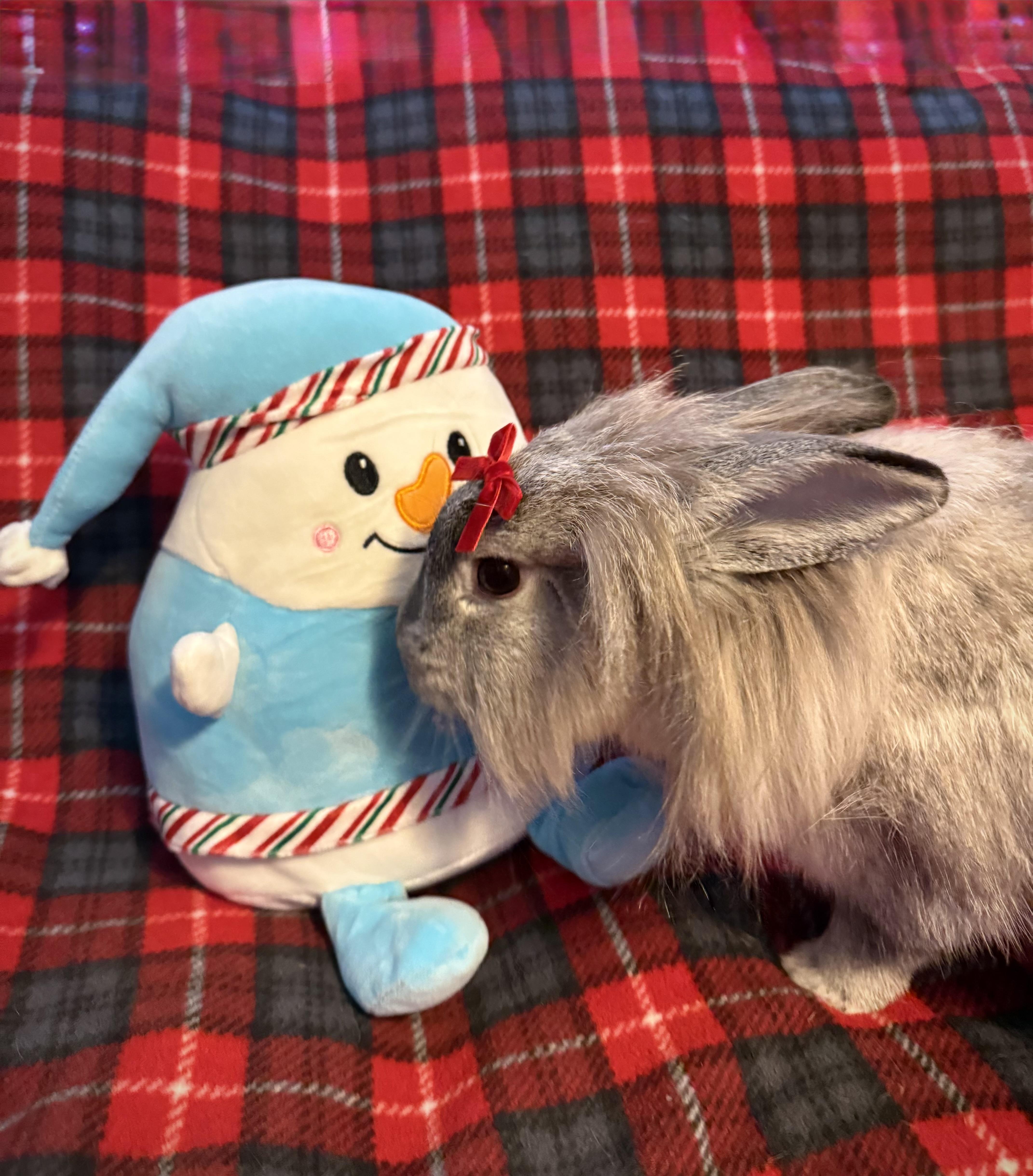 Daisy: video!!, a Adoptable Lionhead in Edinburg, PA image 4/6