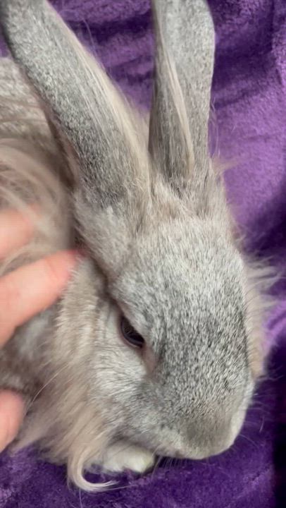 Enlarge Daisy: video!!, a Adoptable Lionhead in Edinburg, PA video 5/6