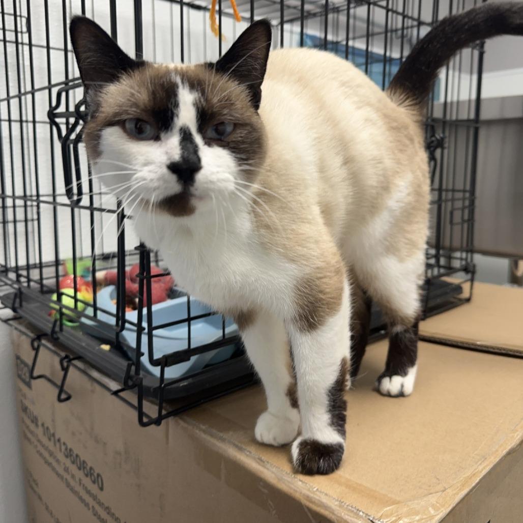 Enlarge Reba , a ADOPTABLE Siamese in Kansas City, KS image 1/1