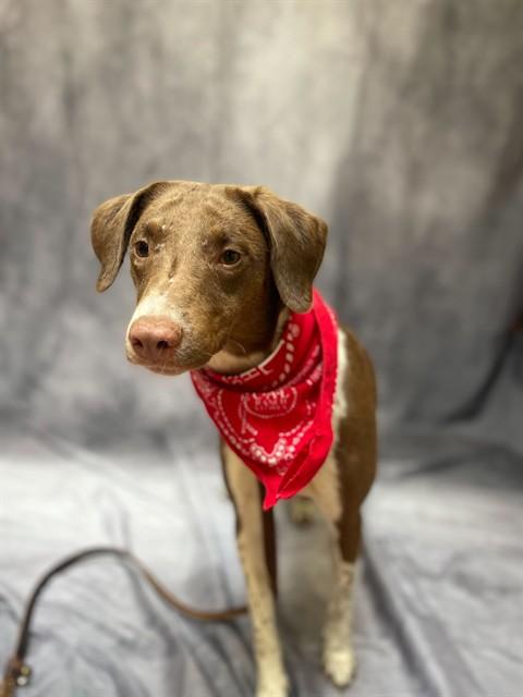 Enlarge ROMAN, a Adoptable mixed breed in Ogden, UT image 1/1