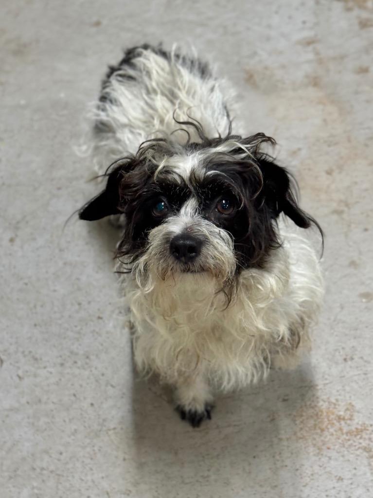 Pixie, Adoptable, Adult Female Shih Tzu & Wirehaired Terrier.