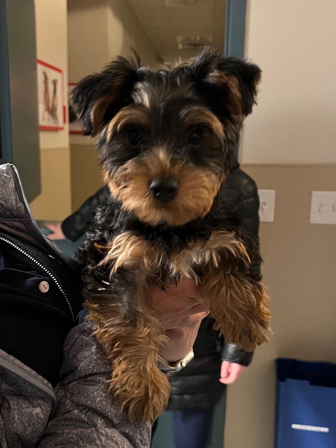 Enlarge Mark RUFFalo, an adopted Yorkshire Terrier in New Rochelle, NY image 1/1
