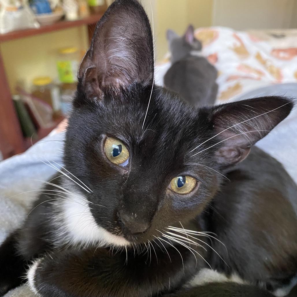 Bean, Adoptable, Kitten Male Domestic Short Hair.
