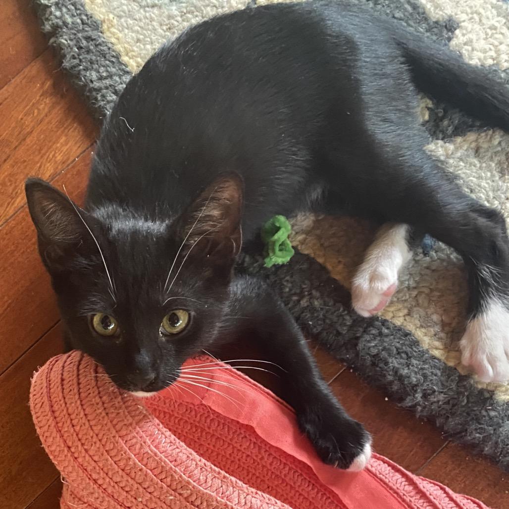 Bean, a Adoptable Domestic Short Hair in Jupiter, FL image 2/6