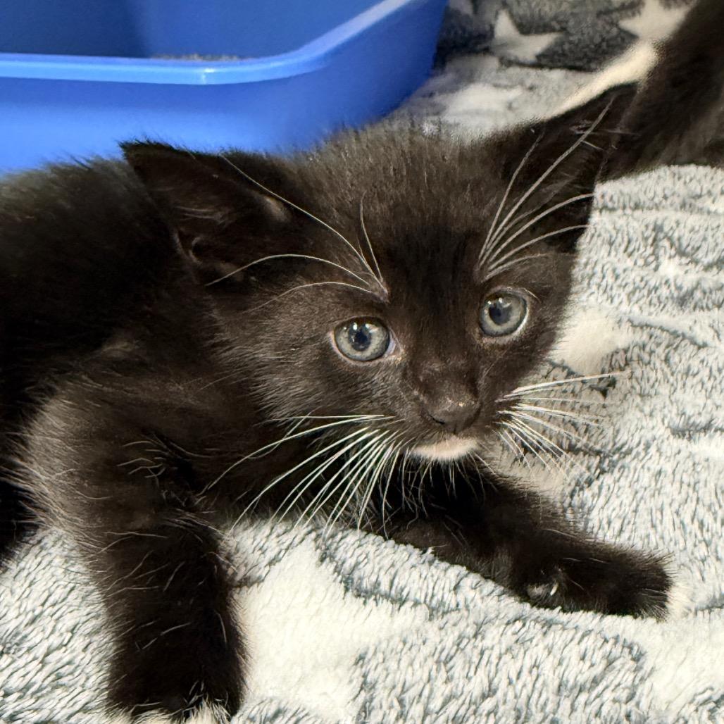 Bean, a Adoptable Domestic Short Hair in Jupiter, FL image 3/6