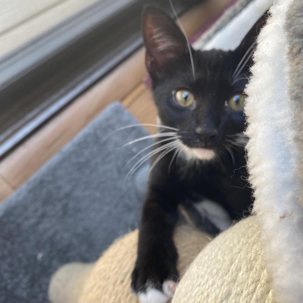 Bean, a Adoptable Domestic Short Hair in Jupiter, FL image 4/6