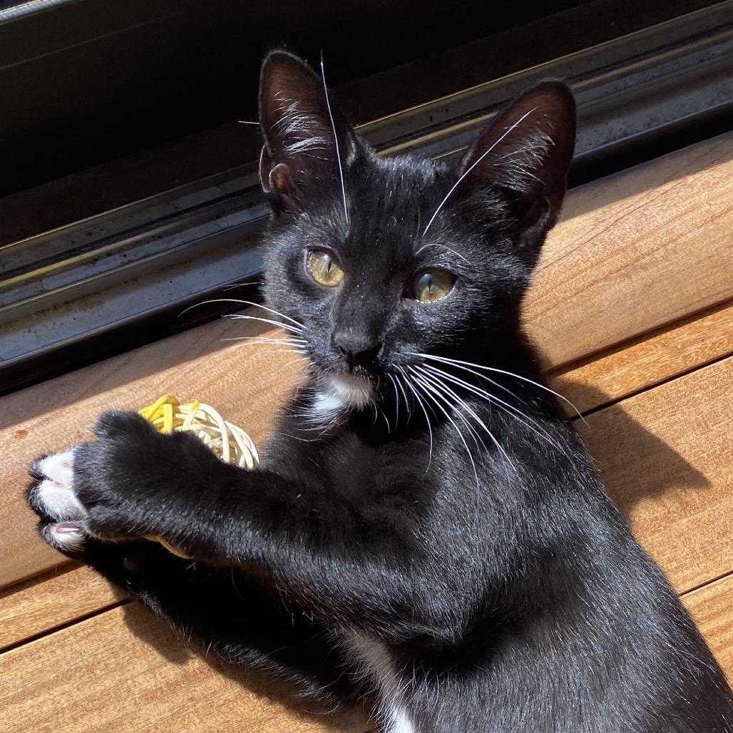 Bean, a Adoptable Domestic Short Hair in Jupiter, FL image 5/6