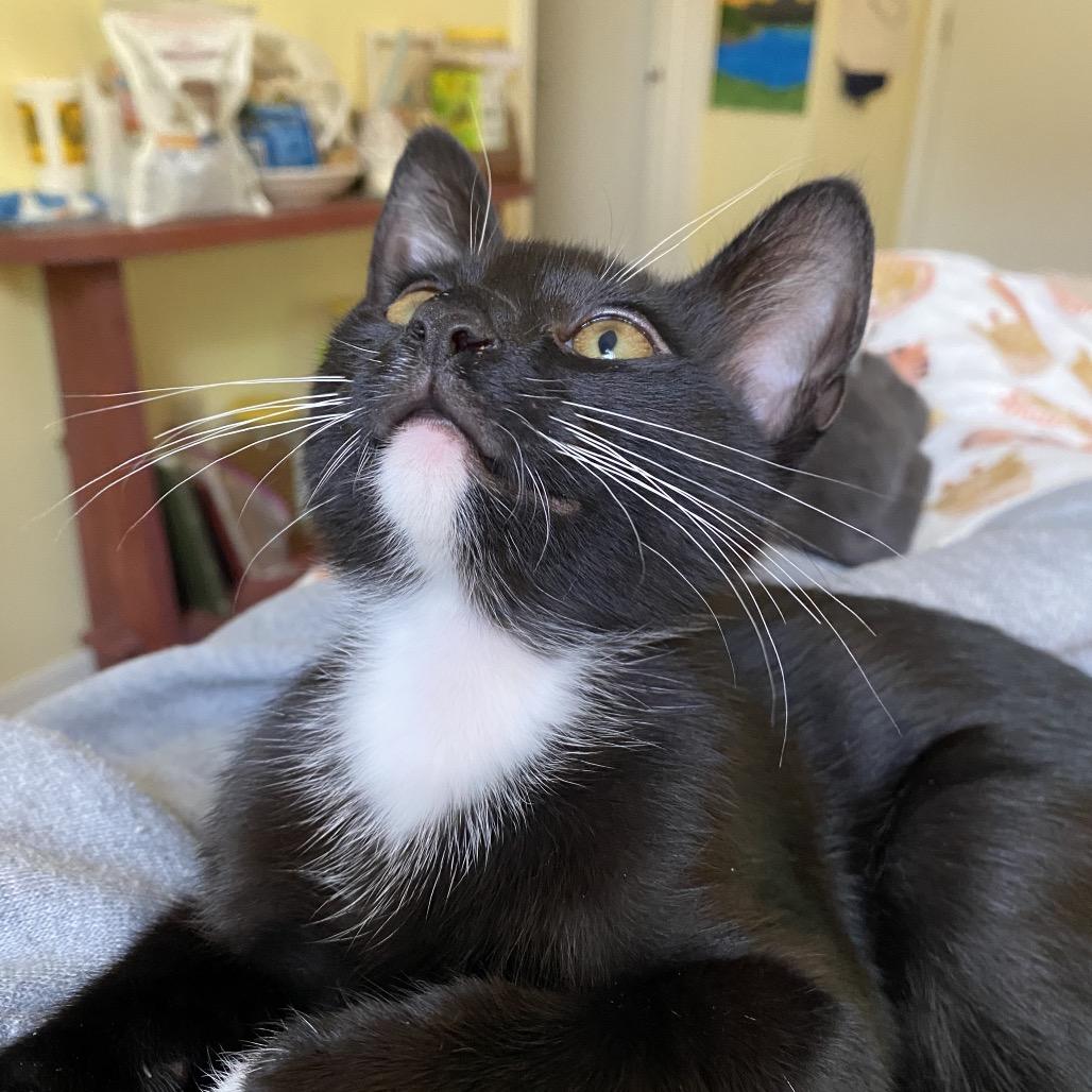 Bean, a Adoptable Domestic Short Hair in Jupiter, FL image 6/6