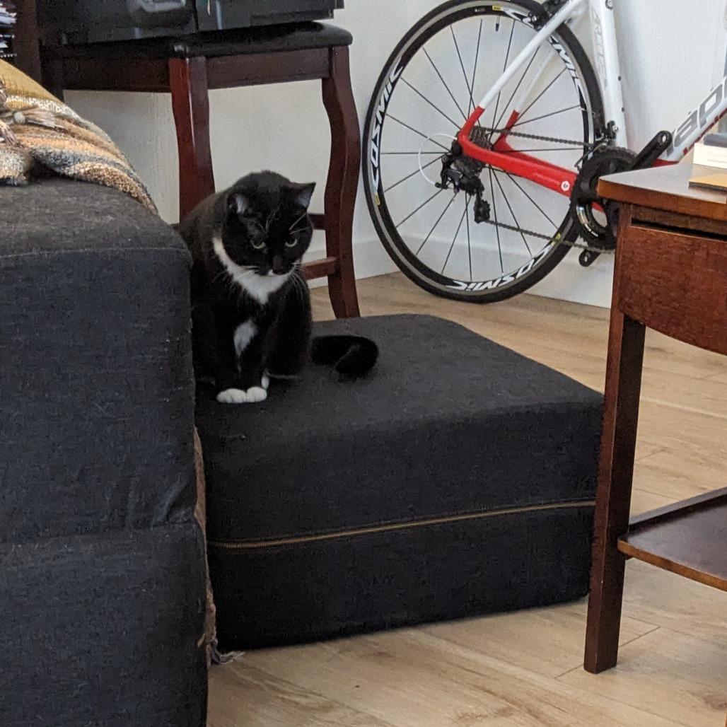 Shelby, Adoptable, Senior Female Domestic Short Hair.