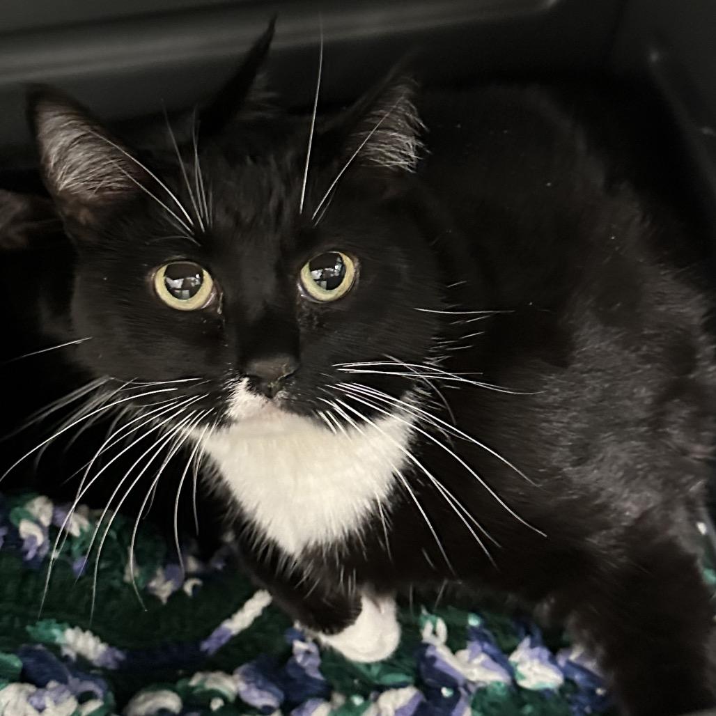 Enlarge Shelby, a Adoptable Domestic Short Hair in Hailey, ID image 2/5