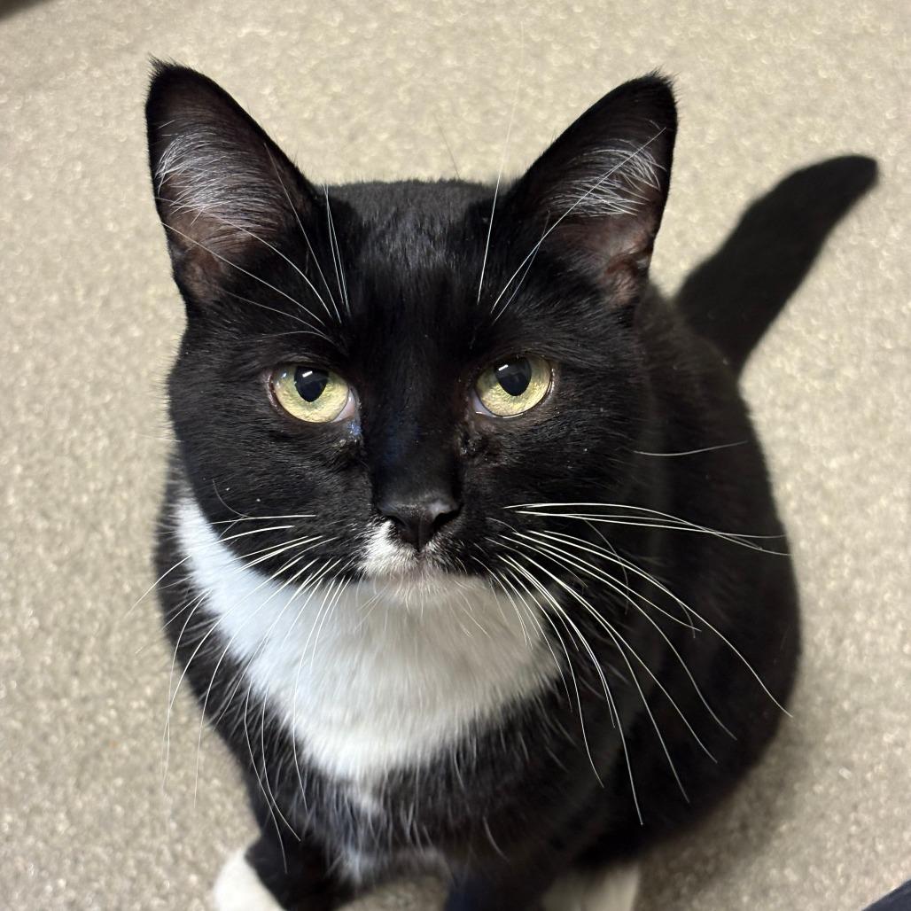 Enlarge Shelby, a Adoptable Domestic Short Hair in Hailey, ID image 5/5