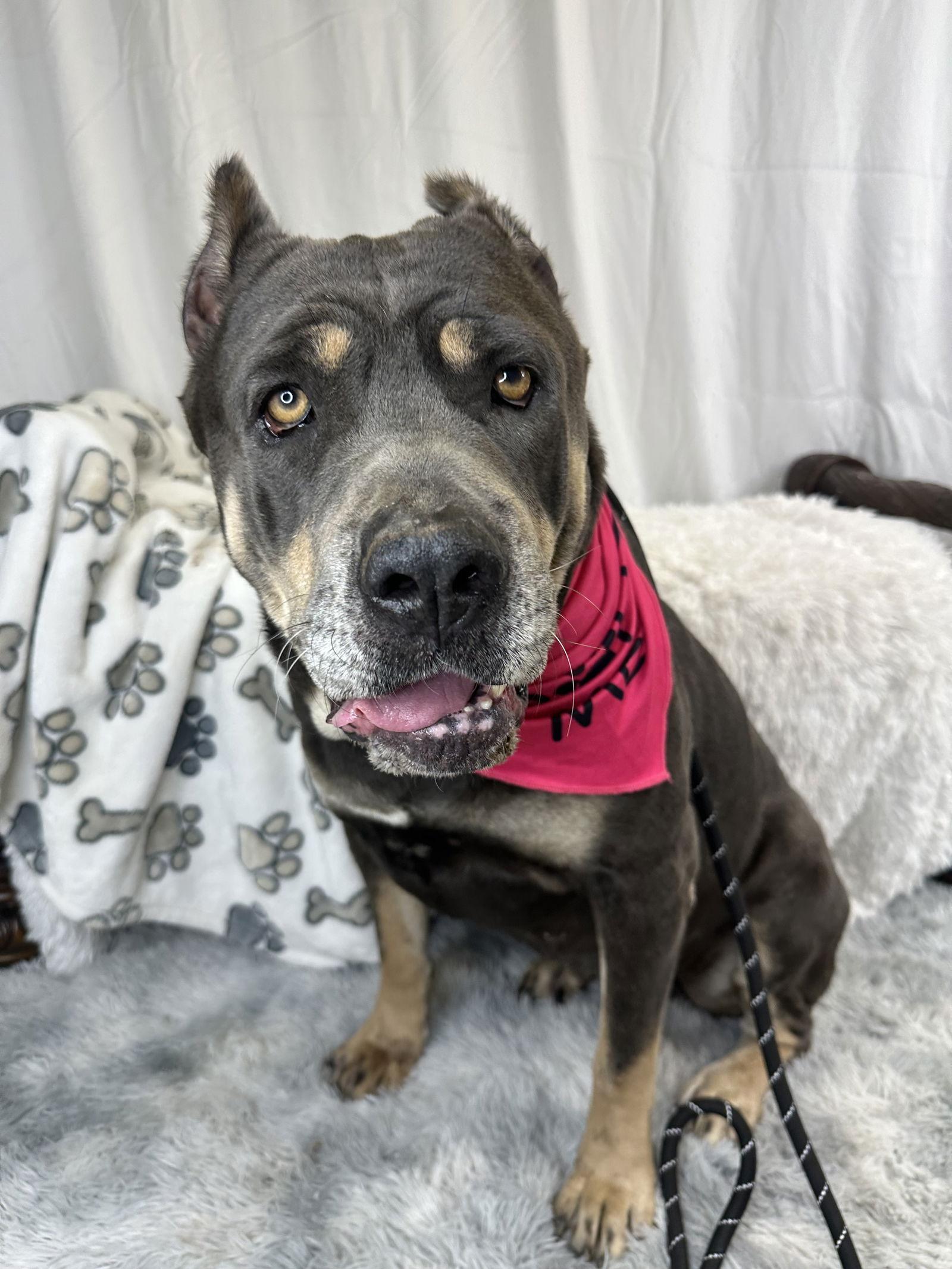 Madeline, Adoptable, Young Female Cane Corso.