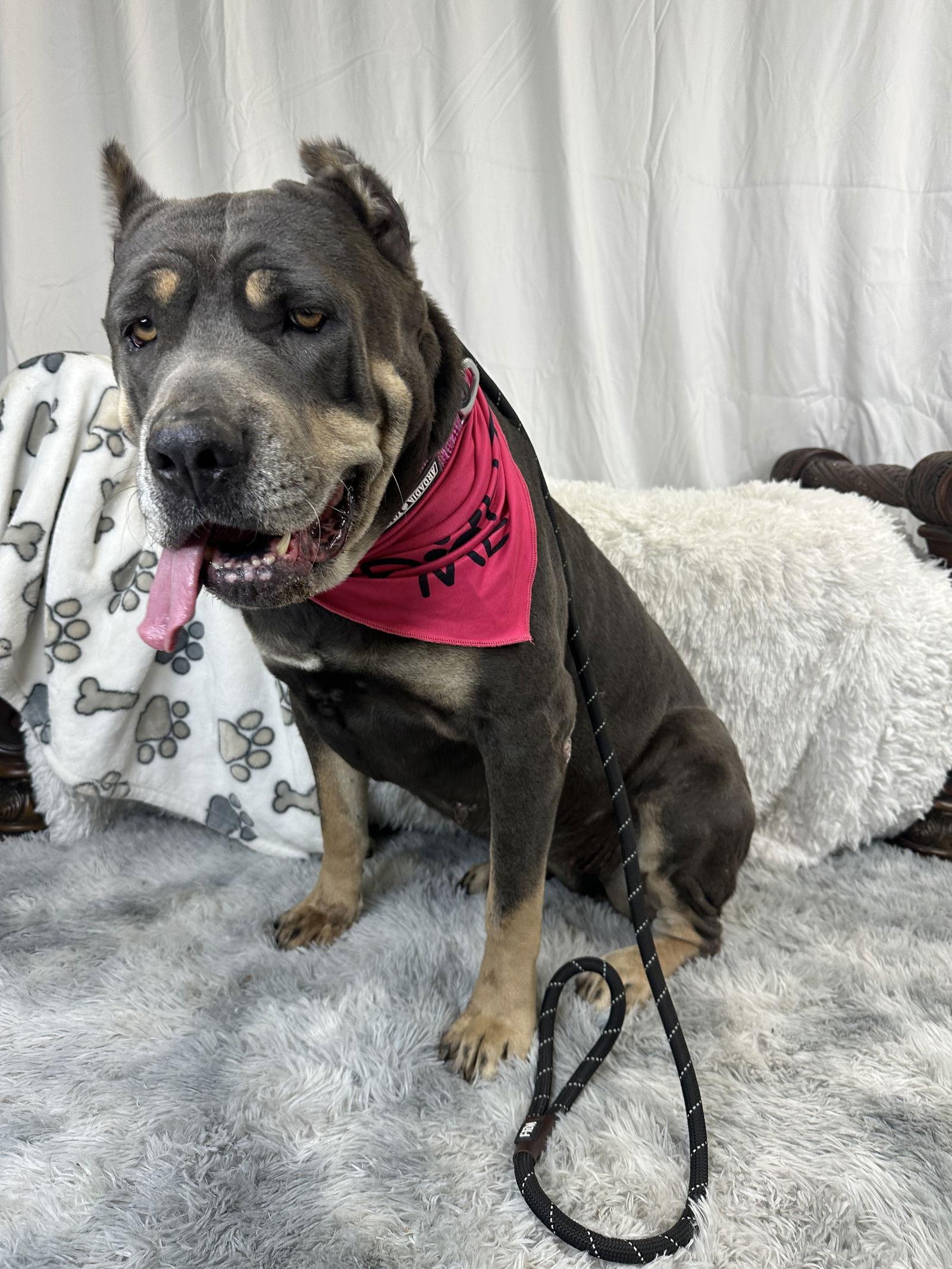 Enlarge Madeline, a Adoptable Cane Corso in Glendale, AZ image 2/3