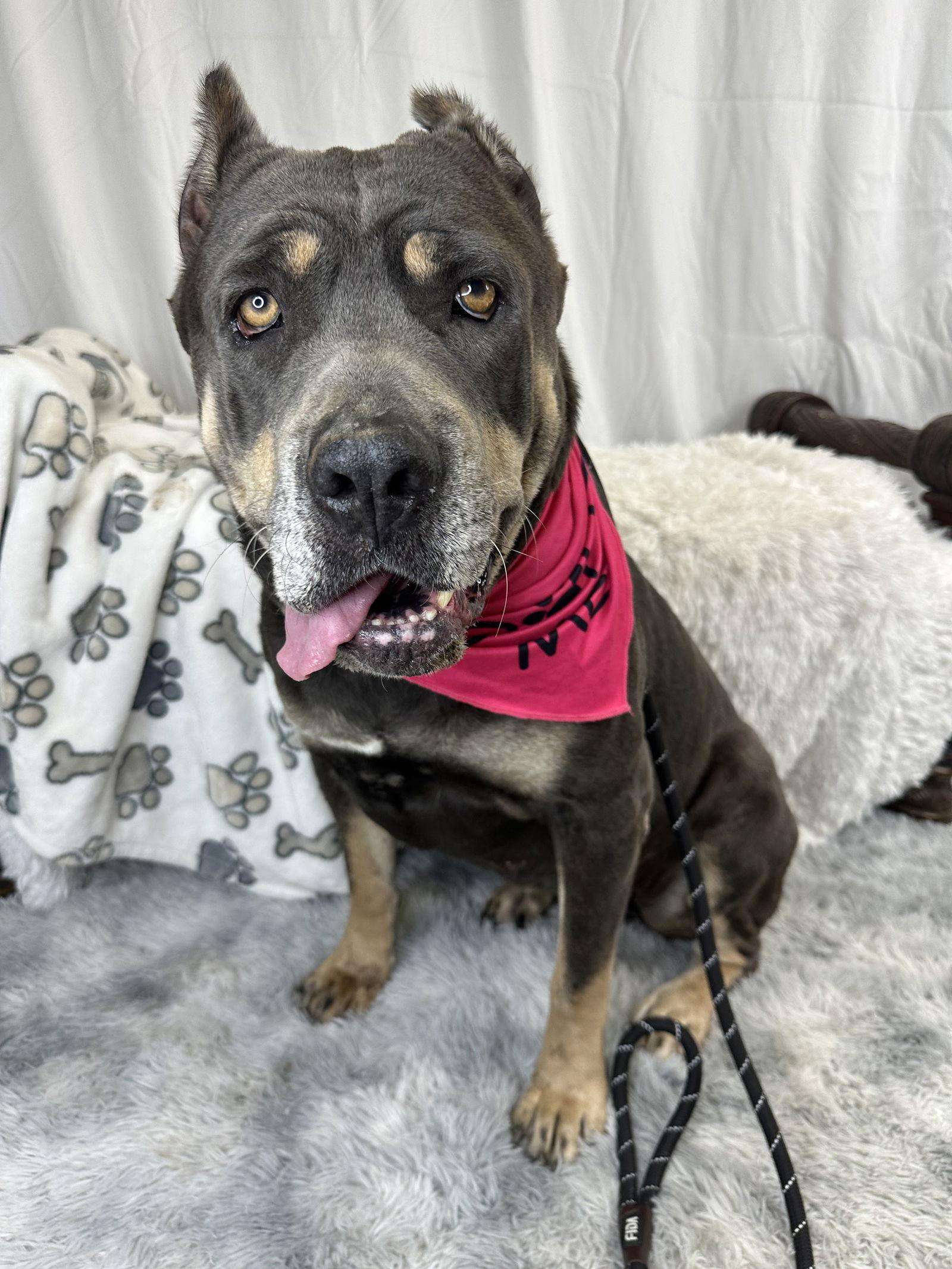 Enlarge Madeline, a Adoptable Cane Corso in Glendale, AZ image 3/3