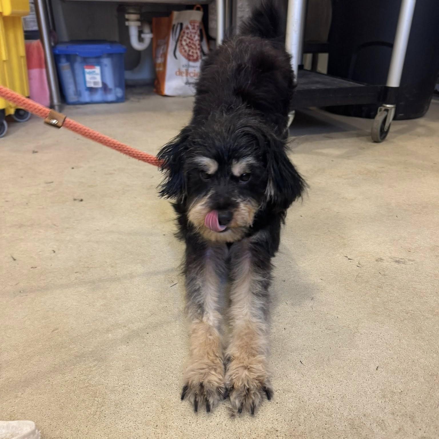 Manny — thumbnail 2