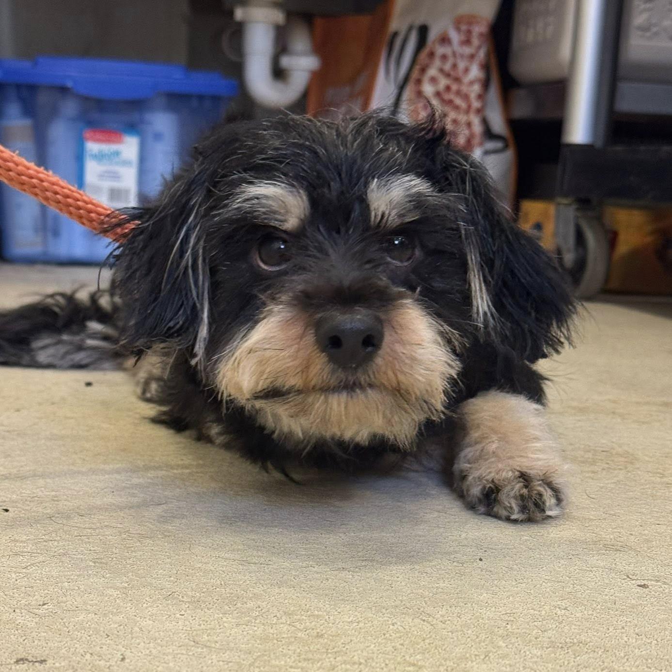 Manny — thumbnail 3