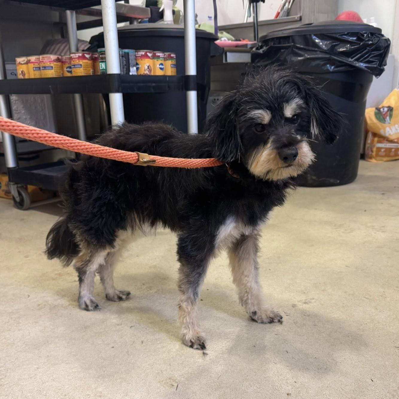 Manny — thumbnail 4