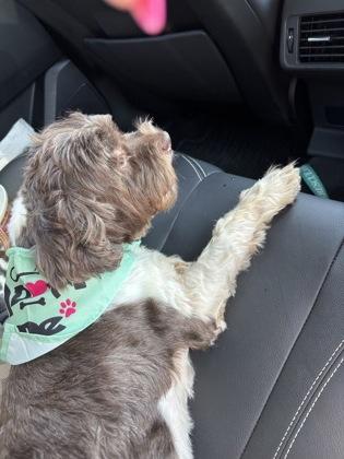 Percy, Adoptable, Adult Male Shih Tzu & Mixed Breed.