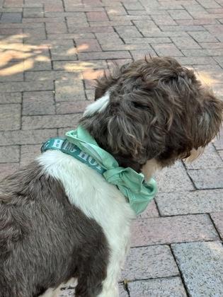 Enlarge Percy, a Adoptable mixed breed in Fort Worth, TX image 2/3