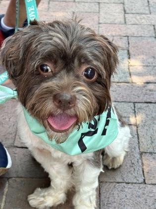 Enlarge Percy, a Adoptable mixed breed in Fort Worth, TX image 3/3