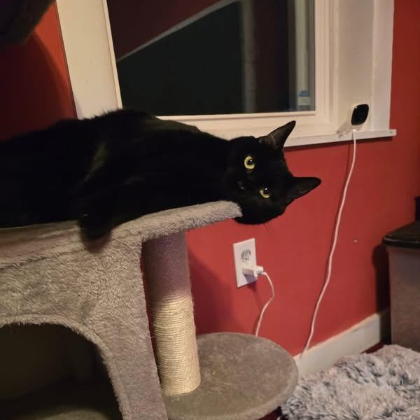 Jet, ADOPTABLE, Adult Female Domestic Short Hair.