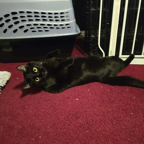 Enlarge Jet, a ADOPTABLE Domestic Short Hair in Bensalem, PA image 2/3