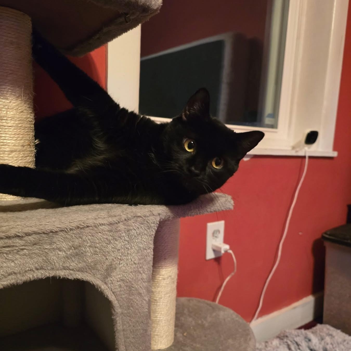 Enlarge Jet, a ADOPTABLE Domestic Short Hair in Bensalem, PA image 3/3