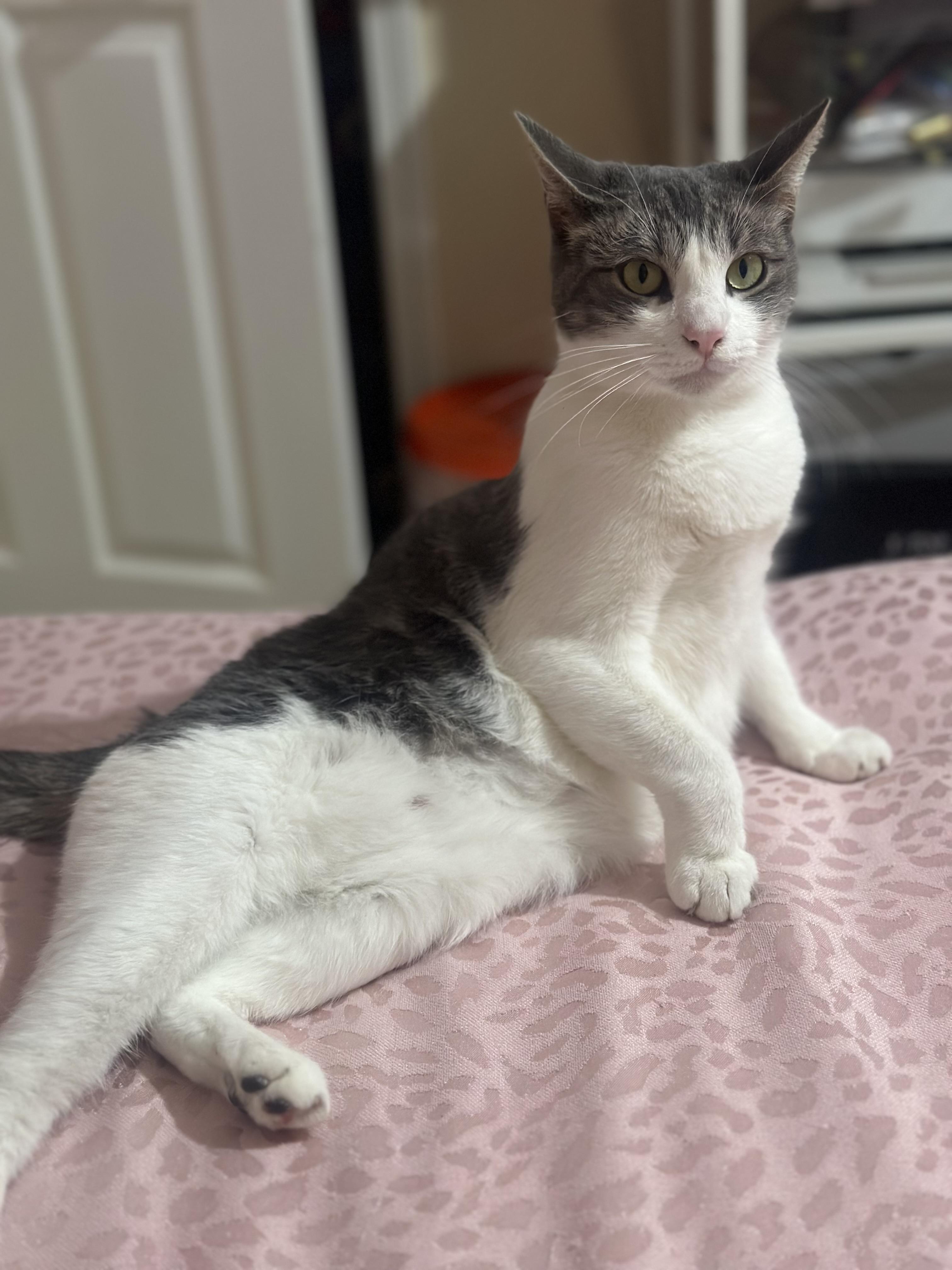 Mamash Domestic Short Hair Cat