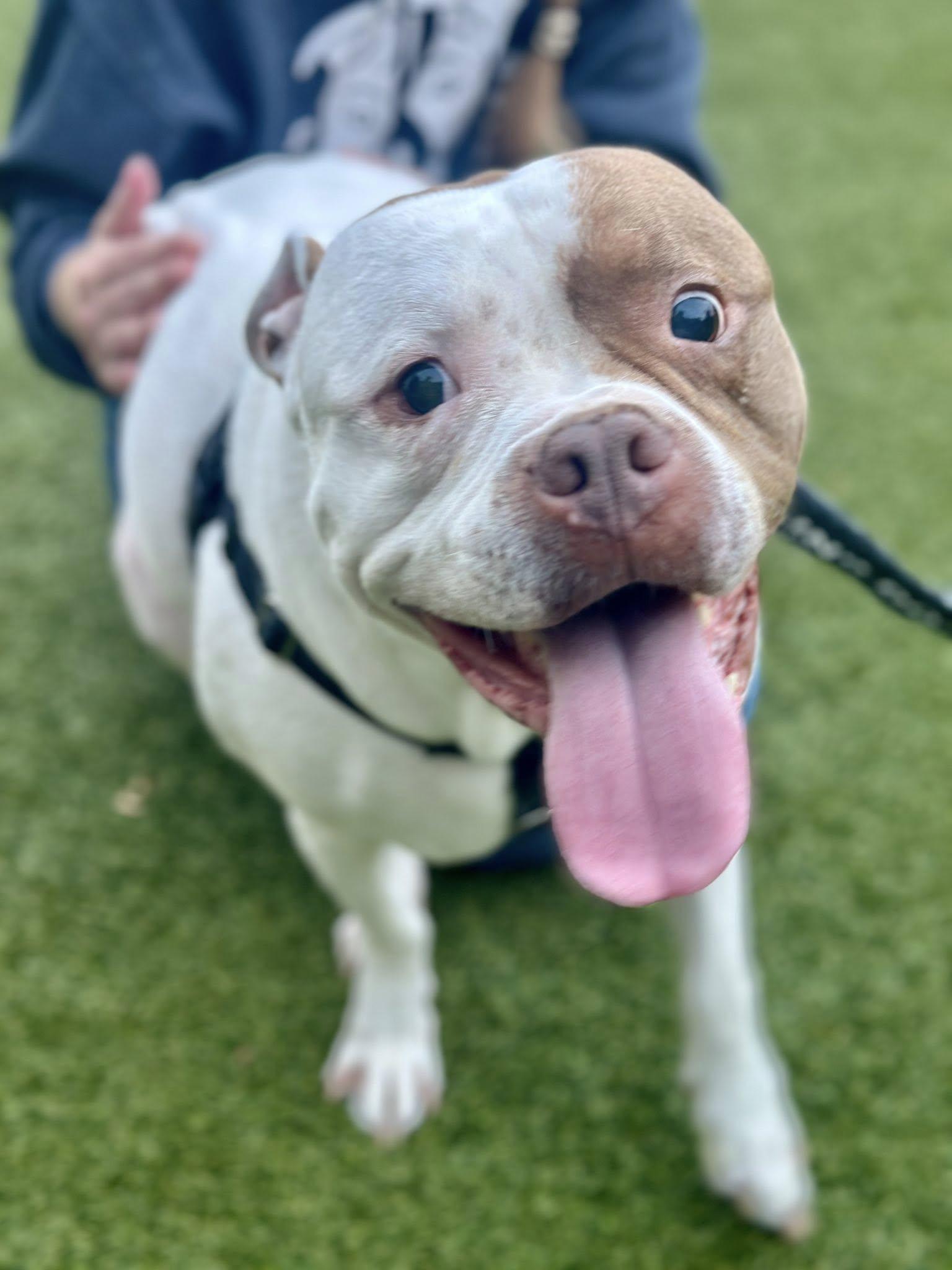 Bernard, Adopted, Senior Male Pit Bull Terrier & American Bulldog.