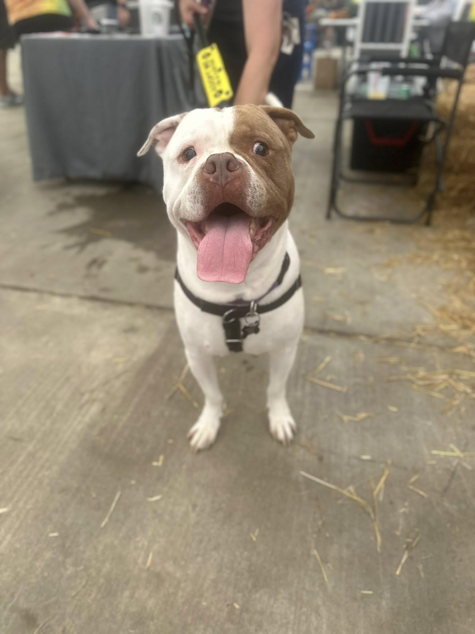 Bernard, a Adopted mixed breed in Buffalo, NY image 2/6