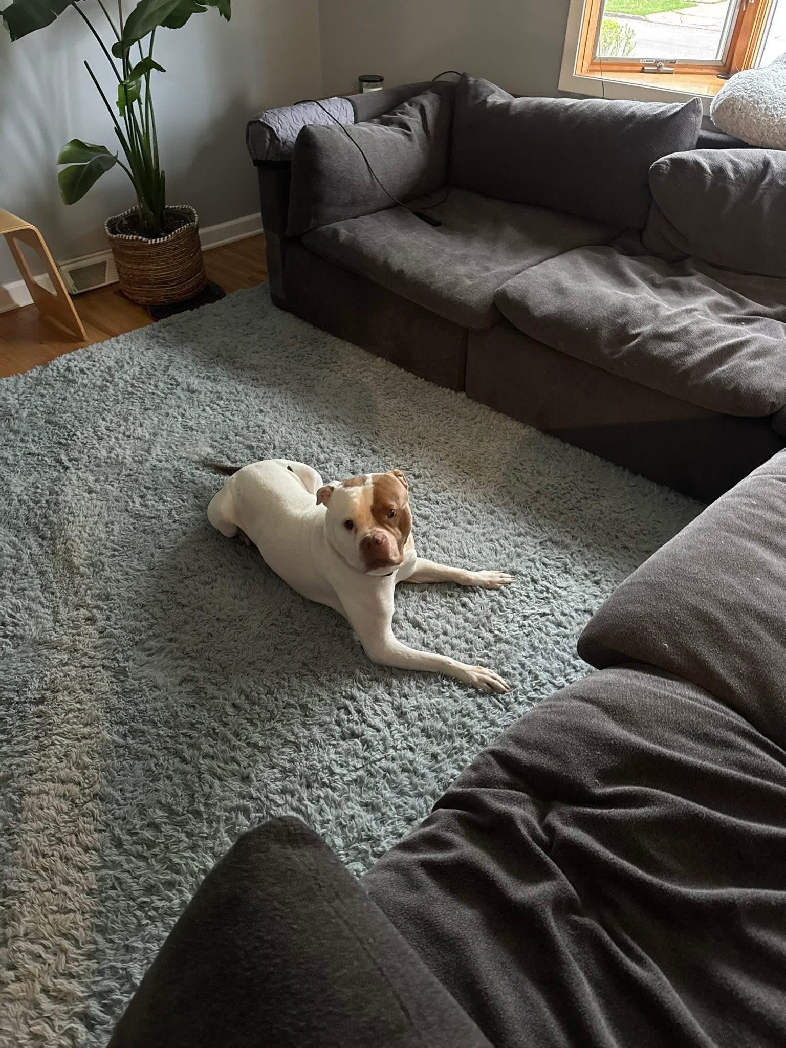 Bernard, a Adopted mixed breed in Buffalo, NY image 5/6