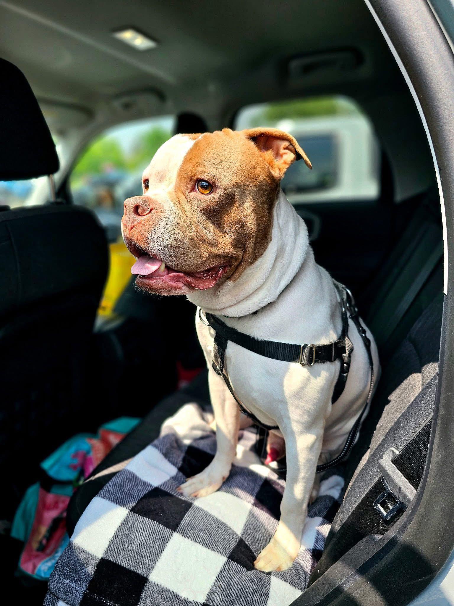 Bernard, Adopted, Senior Male Pit Bull Terrier & American Bulldog.