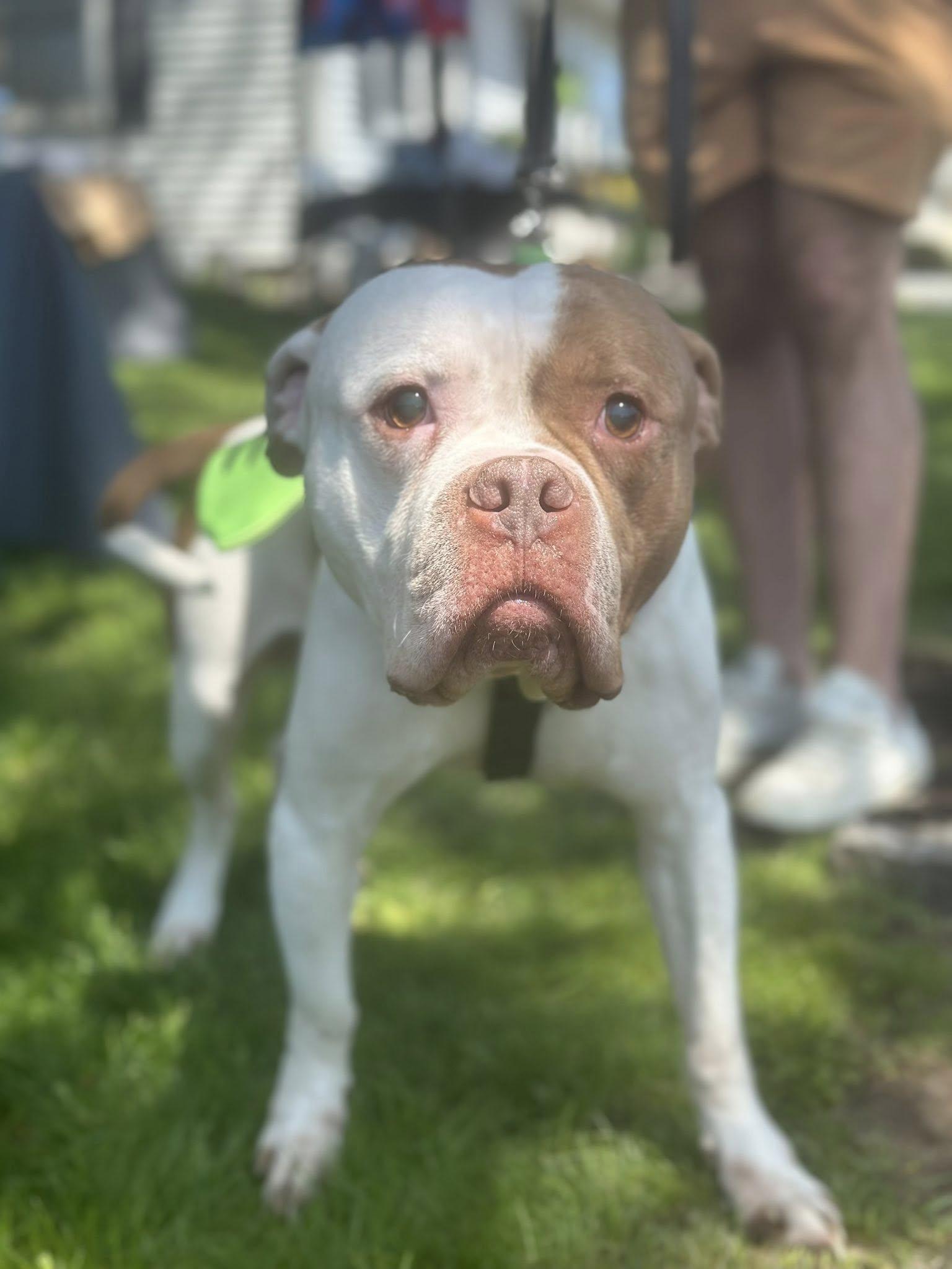 Bernard, a Adopted mixed breed in Buffalo, NY image 6/6