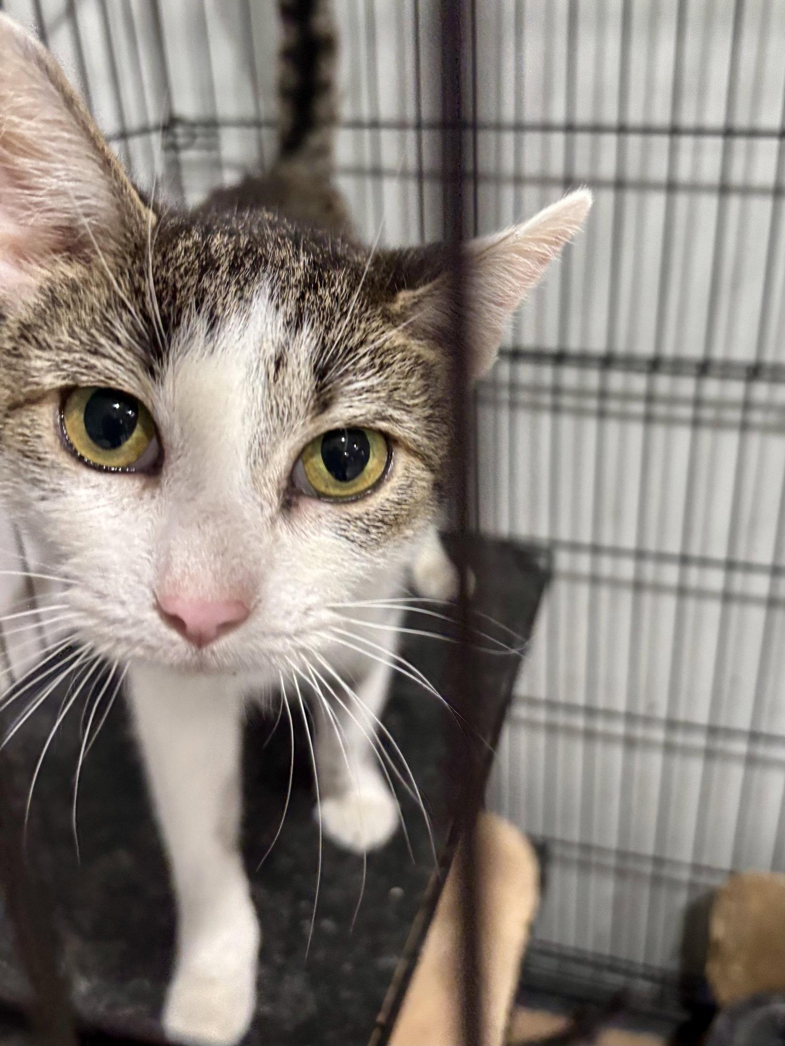Enlarge CAT - Francesca, a Adoptable Domestic Short Hair in GILBERTS, IL image 2/2