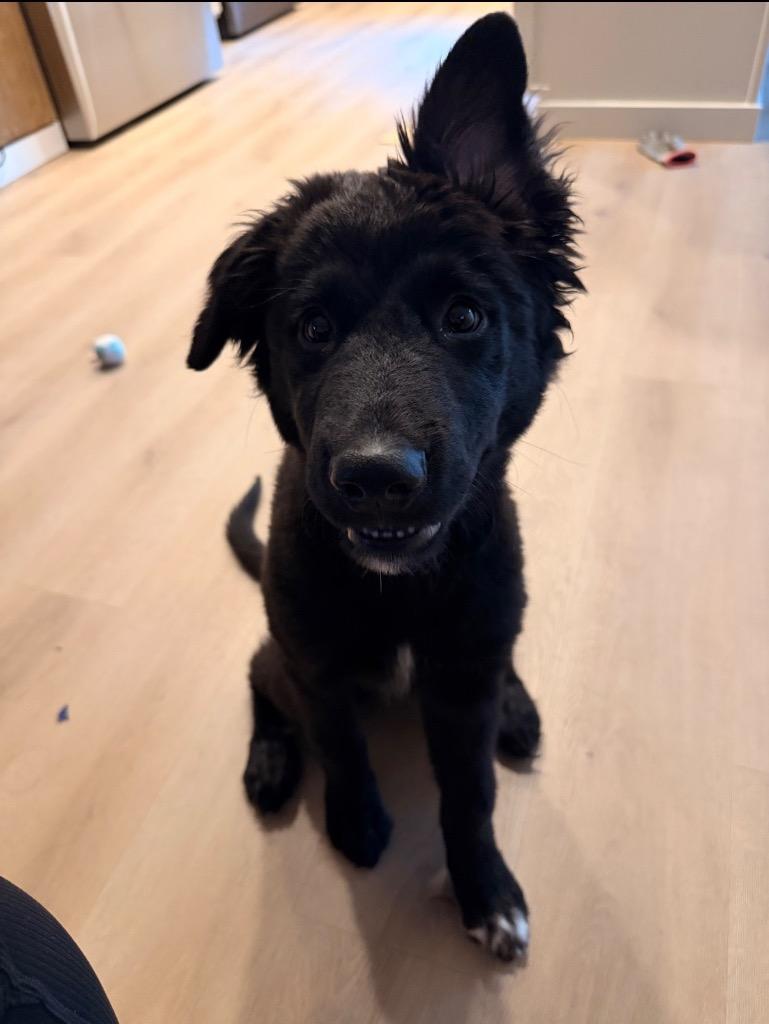 Jolene, Adoptable, Puppy Female Border Collie & Shepherd.